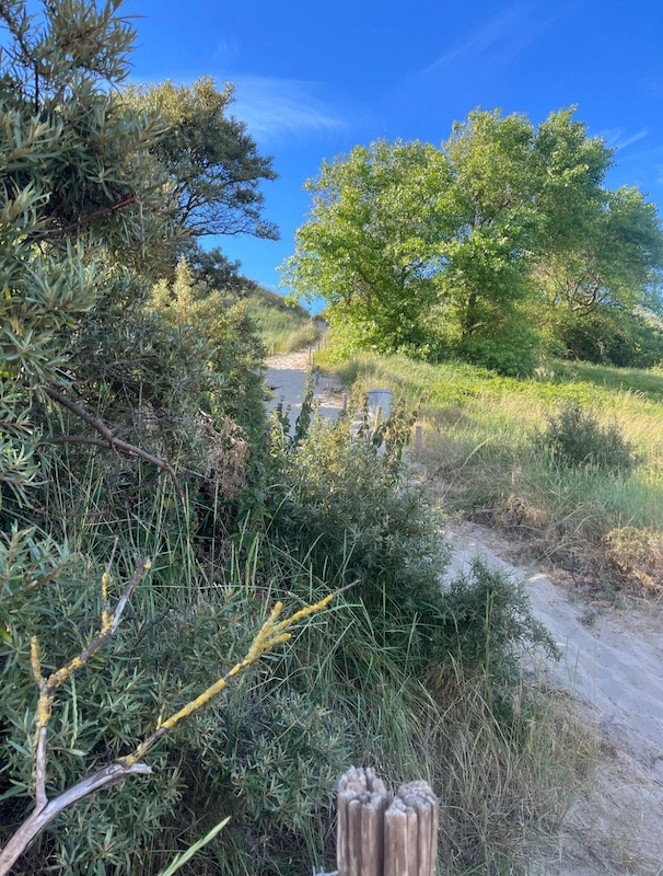 strava link